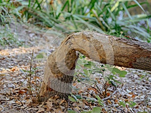 Beaver gnawed tree trunk with tooth marks