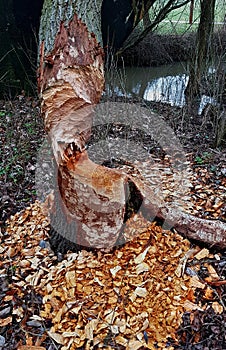 A beaver gnawed a tree by the water