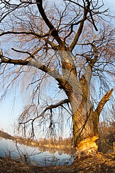 Beaver gnawed willow tree