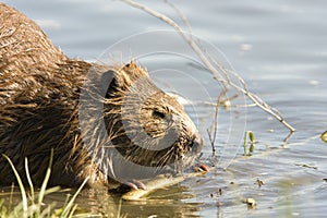 Beaver gnawing on wood photo