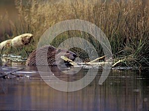 Beaver gnawing on wood photo