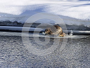 Beaver Grand Tetons February 2023