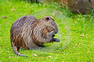 Beaver on grass in zoo