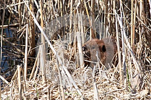 Beaver hiding in dry reeds beside pond
