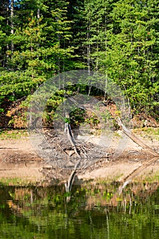 Beaver house on Rainbow Flowage in northern Wisconsin completely exposed due to low water