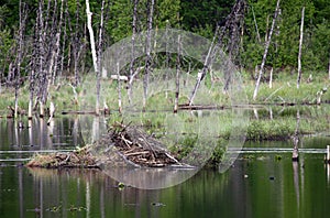 Beaver Hut on a pond in Alaska