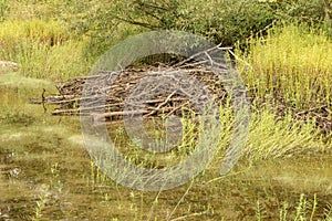 Beaver Hutch in a Woodland Marsh