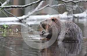 Beaver photo