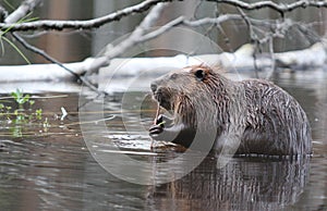 Beaver
