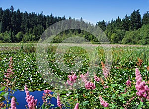 Beaver Lake, Stanley Park, Vancouver