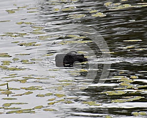 a beaver lazily swims in a water channe