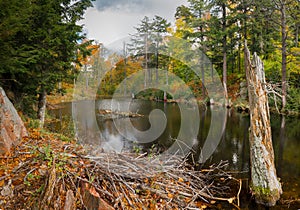 Beaver Lodge on Autumn Pond