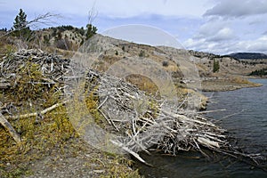 Beaver lodge in Bridger Teton National Forest