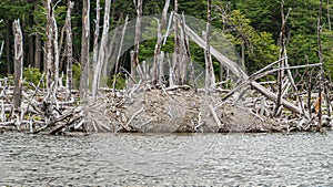Beaver lodge with dead trees at Martial Mountains, Ushuaia, Argentina