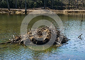 Beaver Lodge on Pandapas Pond