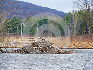 Beaver lodge rebuilt in the springtime in NYS