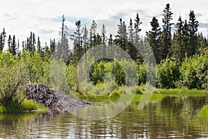 Beaver lodge in riparian biome habitat of Yukon T photo