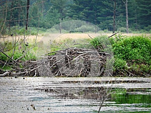 Beaver Lodge using traditional conical shape in swamp