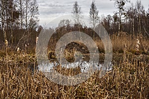 Beaver lodges, preparations for winter