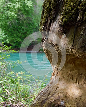 Beaver marks on a tree trunk