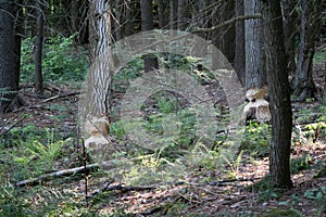 Beaver marks in the trees
