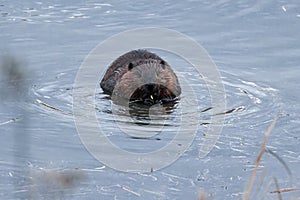 Beaver in Natural Habitat