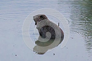 Beaver in Natural Habitat