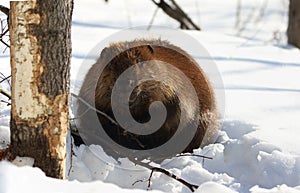 Beaver in nature during winter