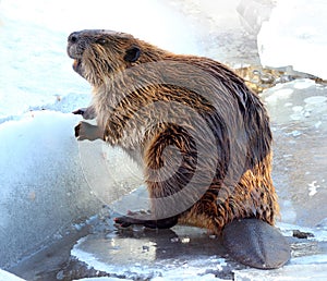 Beaver photo