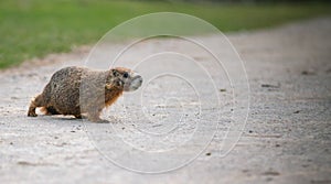 Beaver on the pavement in the park