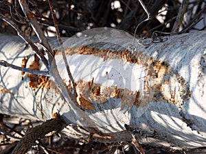 Beaver peeled and chewed bark off tree