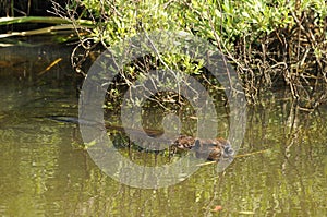 Beaver photo stock. Beaver eating in the water displaying brown fur coat, body, head, eye, ears, nose, paws, claws with a green