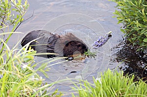 Beaver photo stock.  Close-up profile eating lily flowers in the water, displaying brown fur coat, body, head, eye, ears, nose,