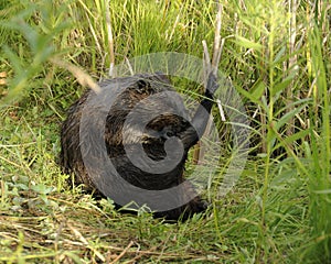 Beaver Photos Stock. Beaver cleaning and  a making show. Beaver show. Picture. Portrait. Image
