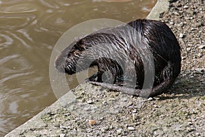 Beaver playng in the water