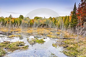 Beaver Pond in Autumn - Ontario, Canada