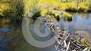 Beaver pond dam in the Sangre De Cristo Range of the Rocky Mountains on the Medano Pass primitive road in Colorado USA