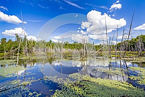 Beaver Pond with White Billowing Clouds Reflecting in the Water