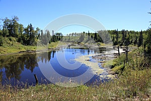 Beaver ponds formed