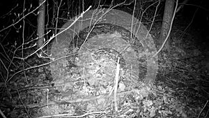 beaver pulls branch in spring Night