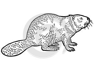 Beaver rodent mammal. Scratch board imitation. Black and white hand drawn image. Engraving vector