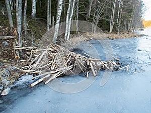 Beaver`s lodge at frozen lake shore