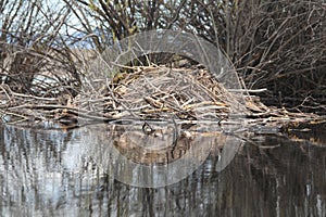 Beaver Scent Mound in a Lake