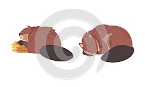 Beaver Semiaquatic Rodent with Brown Fur and Long Snout Cuddling and Gnawing Wood Vector Set