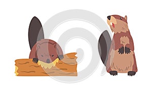 Beaver Semiaquatic Rodent with Brown Fur and Long Snout Sitting and Gnawing Wood Vector Set