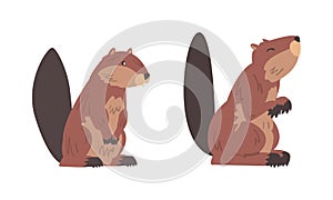Beaver Semiaquatic Rodent with Brown Fur and Long Snout in Sitting Pose Vector Set