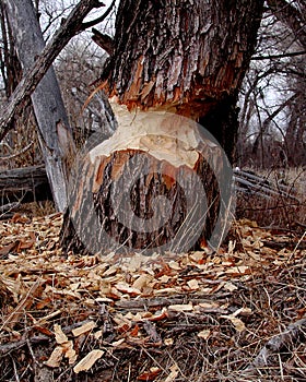 Beaver sign