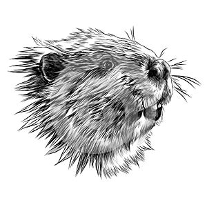 Beaver sketch vector graphics