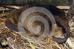 A Beaver sleeping in a beaver lodge