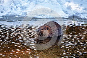 A Beaver snacking on a stick in water